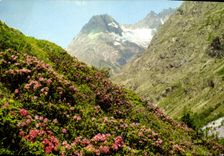 CPM Printemps dans les Alpes 