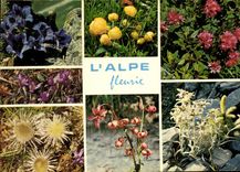 CPM Fleurs des Alpes 