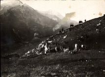 CPM Le Champsaur Pittoresque Troupeau de Vachesau paturage 