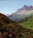 CPM Le Brianconnais Champs de Rhododendrans 