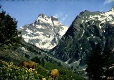 CPM Dans les Alpages du Mont Viso 