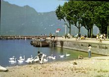 CPM Aix les Bains Le petit port et ses cygnes 