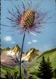 CPM Flore de Montagne Chardon bleu Panicaut des Alpes 