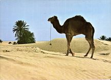 CPM Douz Sud Tunisien Chameau solitaire
