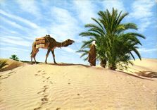 CPM Tunisie Sud tunisien Le desert 