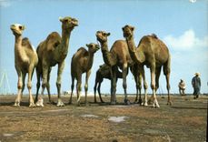CPM Tunisie Chameaux posant pour le photographe