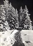 CPM Images de Chez Nous en Hiver Le sentier enneige 
