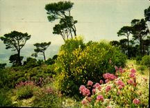 CPM Couleurs et Lumiere de France La Cote d'Azur miracle de la nature Paysage de la Cote d'Azur 