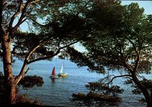 CPM Su Soleil de la Cote d'Azur Un coin de la Mediterranee 