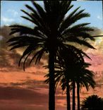 CPM La Mediterranee Coucher de Soleil 