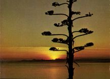 CPM Cote d'Azur Coucher de Soleil 