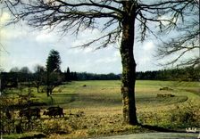 CPM En Limousin Immense recueillement de la nature 