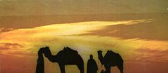 CPM Chameliers au Couchant Sahara Tunisien 