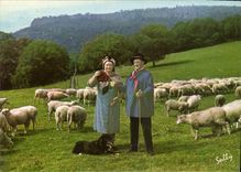 CPM l'Auvergne pittoresque Le troupeau au pre folklore Chien Moutons