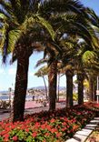 CPM La Cote d'Azur French Riviera Cannes Alpes Maritimes La Croisette et le Suquet 