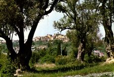 CPM Les Sites Merveilleux de la Cote d'Azur Cagnes vu a travers les oliviers 