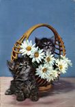 CPM Fleurs Chat