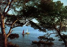 CPM Au soleil de la Cote d'Azur un coin de la Mediterranee 