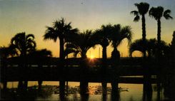 CPM La Cote d'Azur Cannes A M Coucher de soleil sur les Jardins du Port Canto 