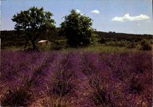 CPM Sous le beau ciel du Midi Champ de lavande 