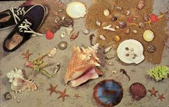CPM Shells 