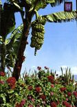 CPM Tenerife Platanes en fleurs