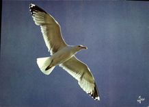 CPM La Bretagne en Couleurs Goeland argente Larus argentatus 
