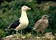 CPM Reserves naturelles de la Societe pour l'Etude at la Protection de la Nature en Bretagne 