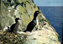 CPM Reserves naturelles de la Societe pour l'Etude at la Protection de la Nature en Bretagne Cormora