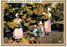 CPM Reflets de la Cote d'Azur Academie Provencale de Cannes Section de Basse Provence Cueilette du M