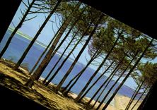 CPM La Plage la dune et la foret 