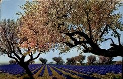 CPM Lavandes et amandiers en fleurs dans les Alpes de Provence 