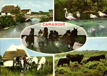 CPM Souvenir de la Camargue 