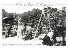 CPM La Cote d'Azur Collection artistique Cueillette de fleurs d'orangers 
