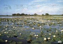CPM Etang en Floraison Cliche realise en Brenne Indre Pays des Mille Etangs 