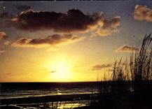 CPM Cote Atlantique Oyats au coucher du Soleil 