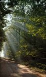 CPM En Sologne Contre Jour 