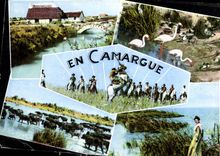 CPM En Camargue B du Rh 