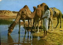 CPM Ile de Djerba sur la route du Diort 