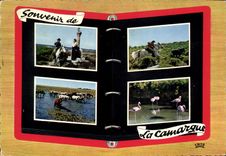 CPM Reflest de Provence En Camargue avec les Gardians B du R Taureau