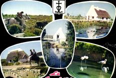 CPM En Camargue avec les Gardians 