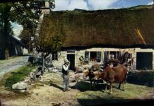 CPM En Limousin la ferme au toit de chaume Bœufs