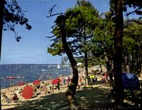 CPM Ronce les Bains La Plage de la Cepe et ses pins 