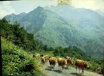 CPM Couleurs et Lumiere de France Les Pyrenes En route vers les hauts paturages Vaches