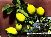 CPM Cote d'Azur Souvenir de Menton 