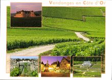 CPM Vendanges en Cote d'Or 