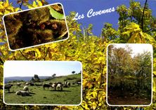 CPM Les cevennes Pittoresque Automnes Somptueux 