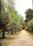 CPM Domaine de Prafrance Par Anduze Gard Allee de Palmiers 