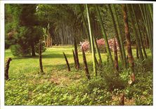 CPM Bambouseraie de Prafrance Generargues Anduze en Lisiere de Foret la Sortie des Jeunes Bambous 