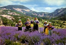 CPM Les Sites Merveilleux de la Cote d'Azur la Cueillette de la Lavande 